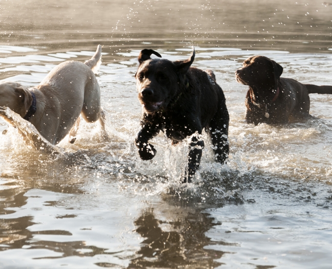 Who Let The Machines Out?