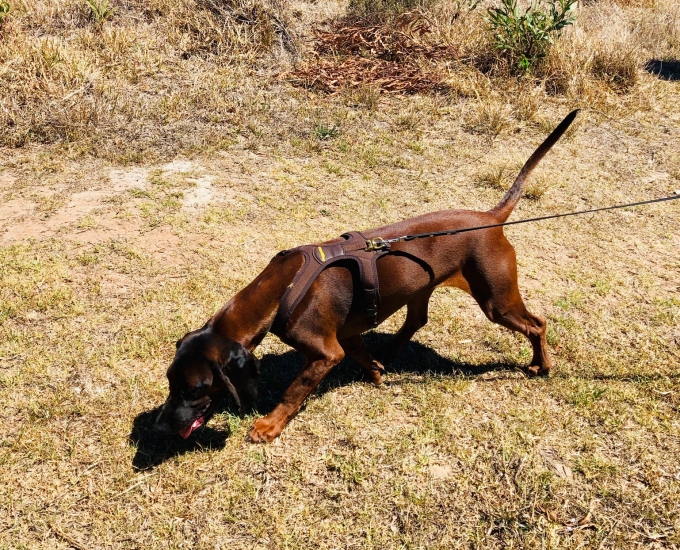 Will my dog still have a job?