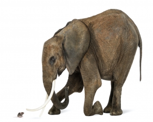 Does size really matter?