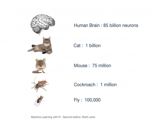 Are You Smarter Than a Neural Network?