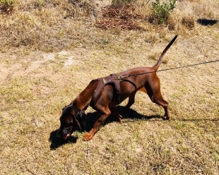 Will my dog still have a job?